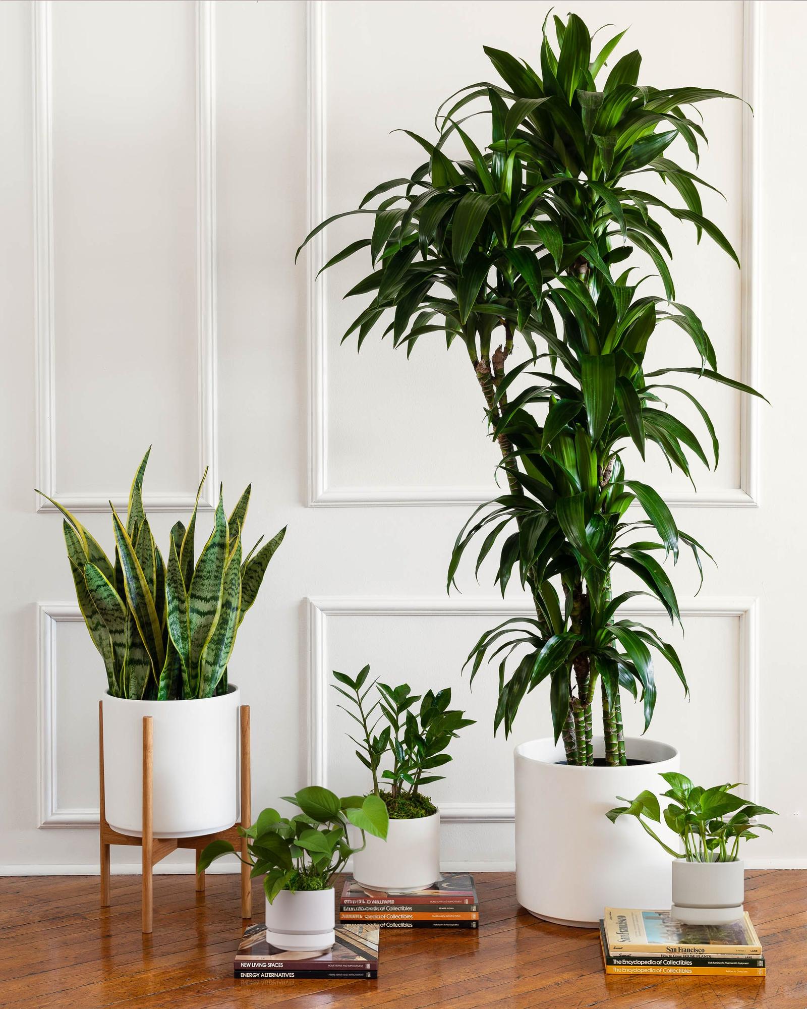 XL Easy Care Plant Bundle