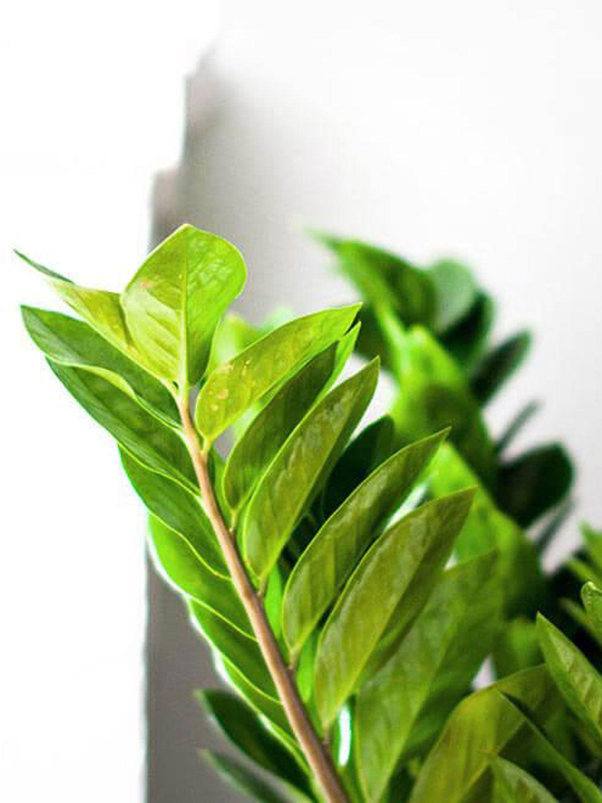 single plant stands indoor Country Corner 🌳 Vintage Plant and Fern Stand – BushyBox! main image 1