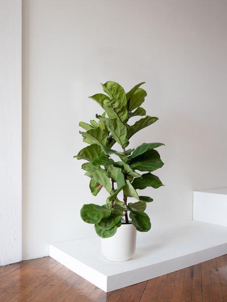 Fiddle Leaf Fig Bush
