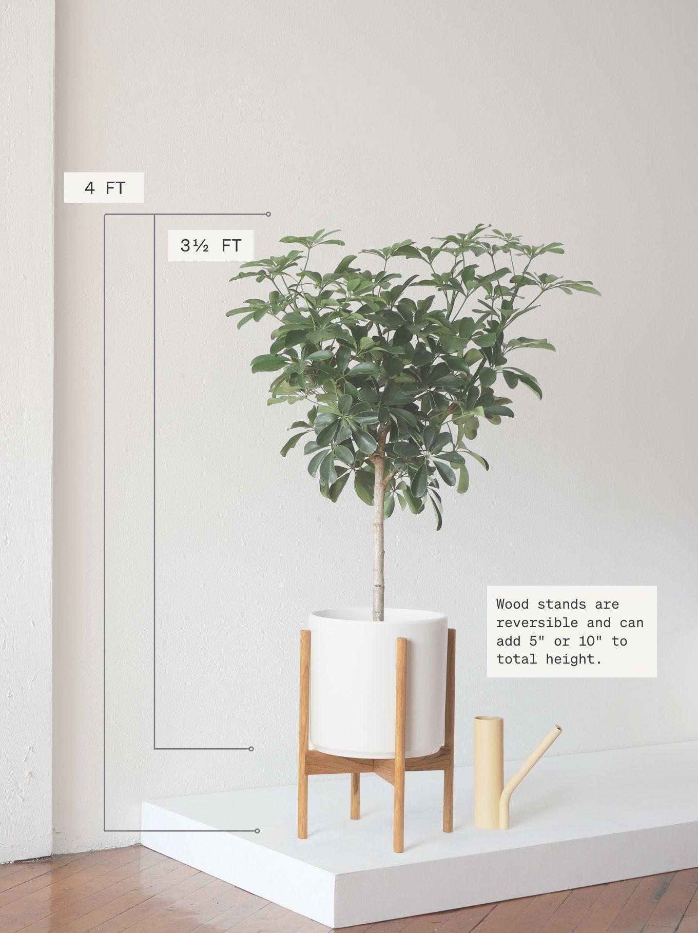 schefflera-tree-large.jpeg