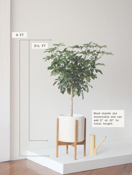Schefflera Tree
