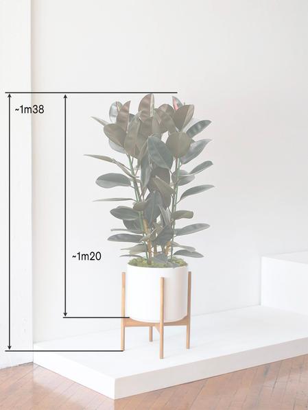 Ficus Elastica Abidjan