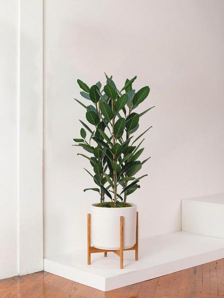 Ficus Audrey