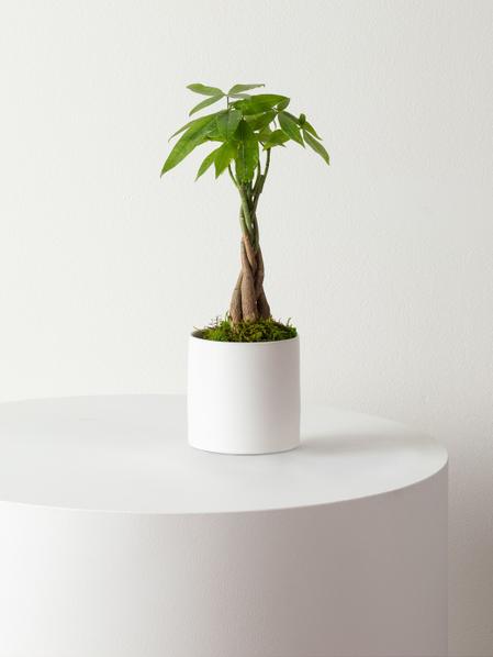 Braided Money Tree