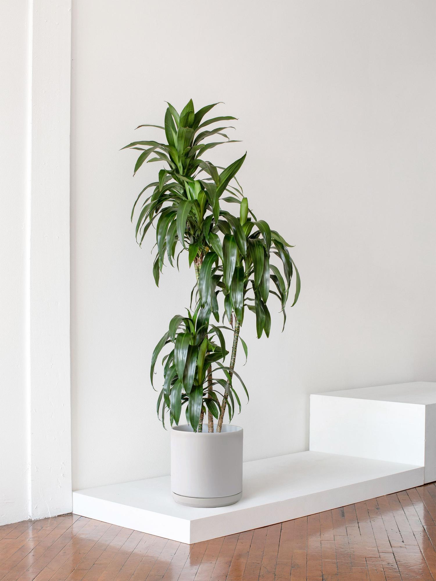 where can i buy a money tree plant Money Tree Plant with Planter - Small (12