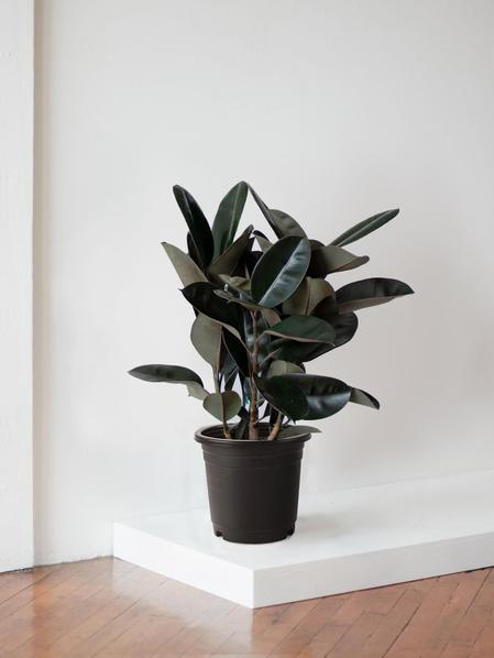 Rubber Tree