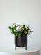 Snowdrop Calandiva