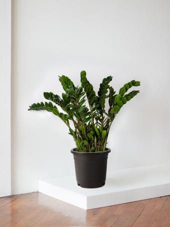 indoor plants picture