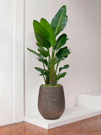 indoor plants picture