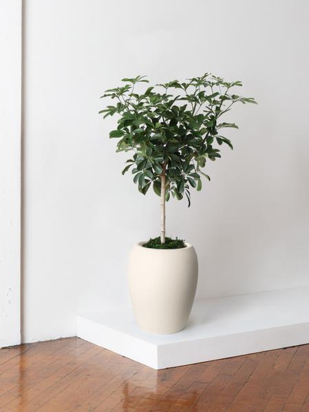 Schefflera Tree