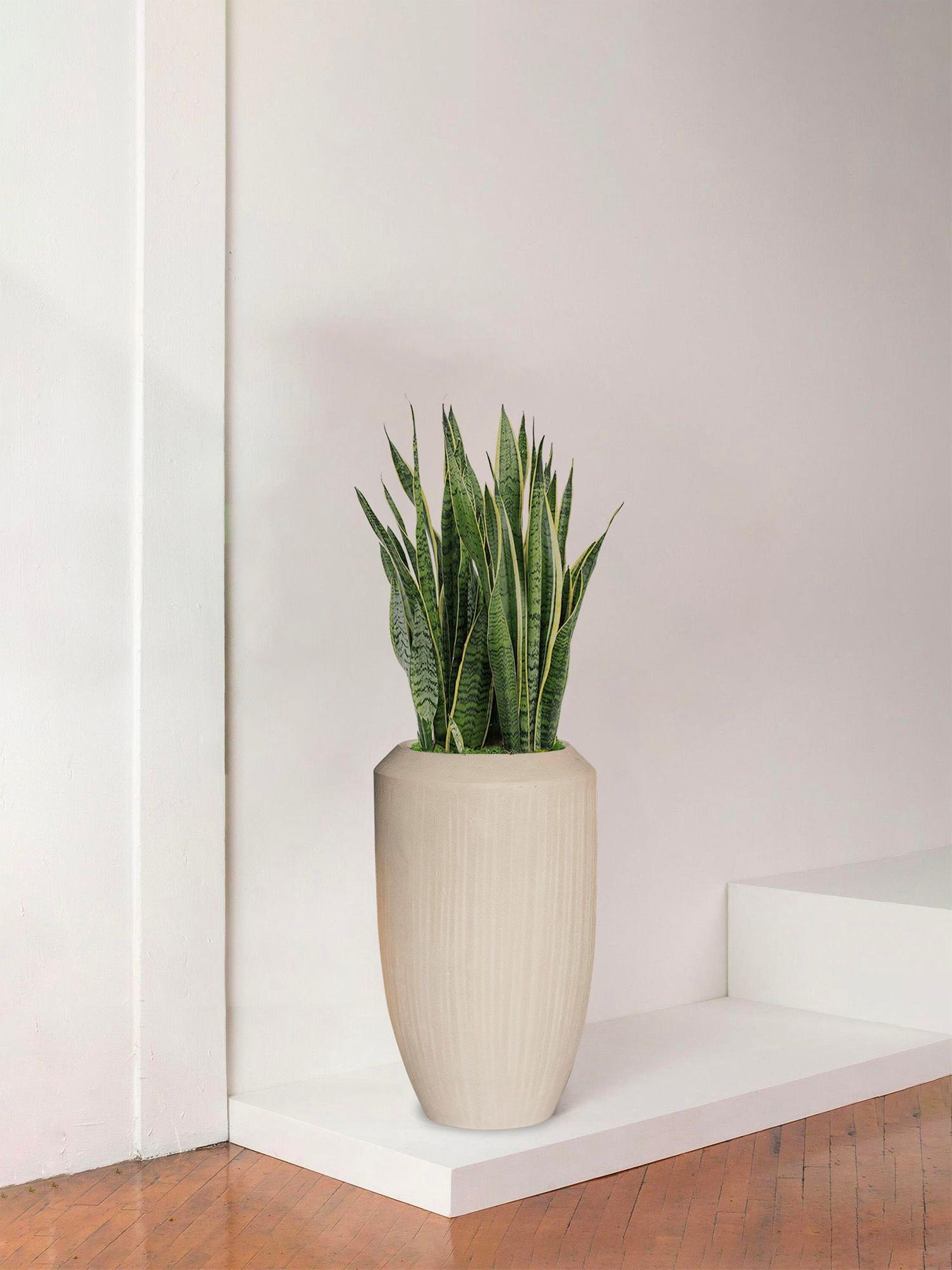Sansevieria Laurentii - Le 30 Statement - Vesta calcaire 