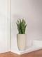 Sansevieria Laurentii