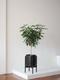 Schefflera Tree