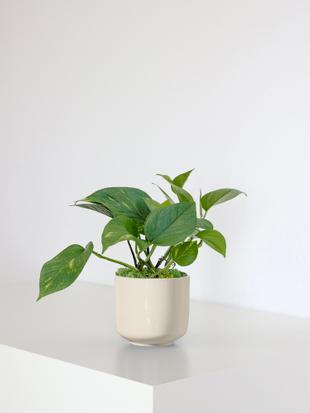 Entdecken Sie unsere Kollektion kleiner, üppiger und hochwertiger Pflanzen von 30 bis 50 cm Höhe für Tische, Schreibtische oder Regale.