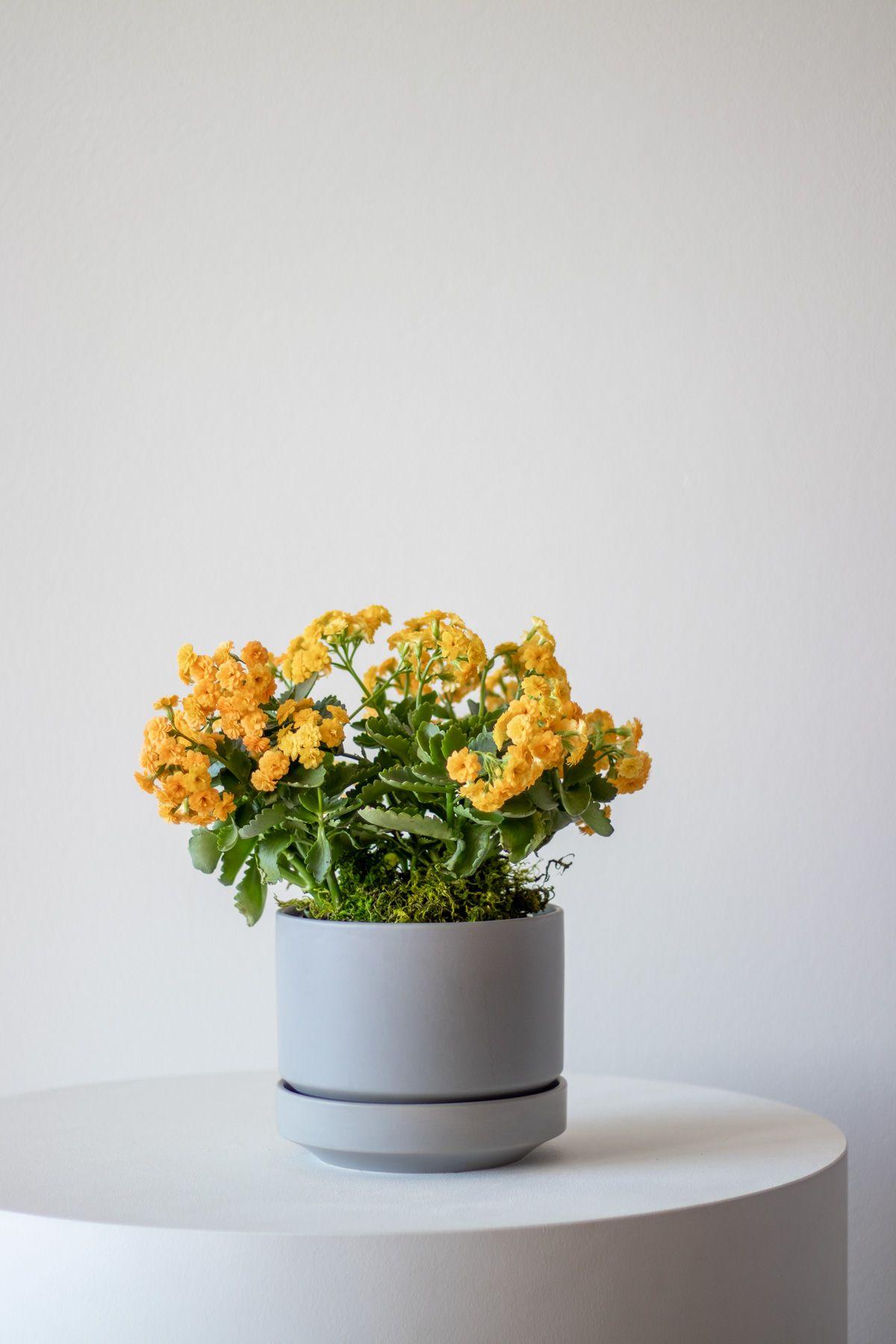 Sunshine Calandiva in Scandinavian - Medium