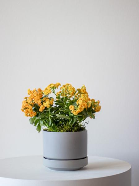 Sunshine Calandiva in Scandinavian - Medium