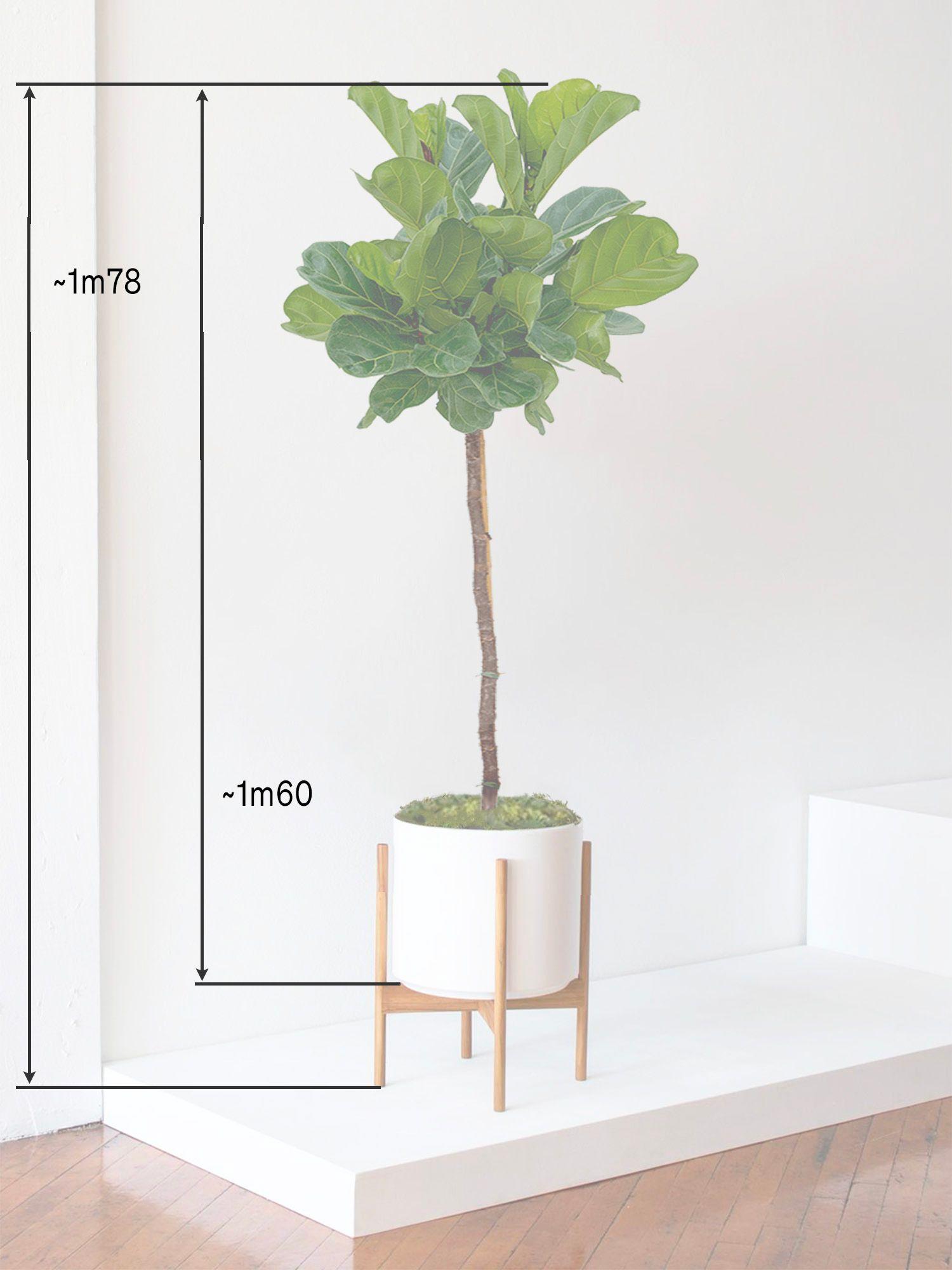 Ficus Lyrata Canopée