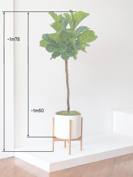 Ficus Lyrata Canopée