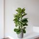 Fiddle Leaf Fig Bush
