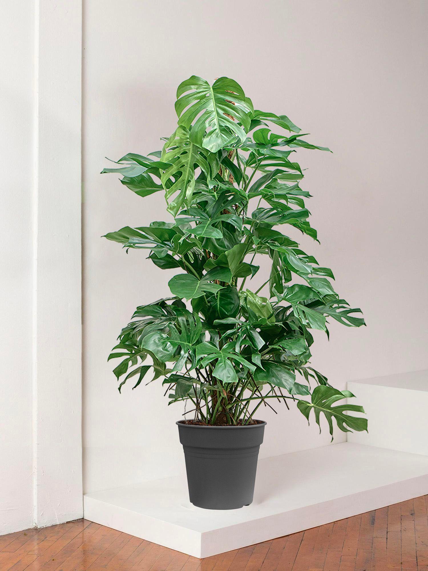 Monstera Deliciosa Géant