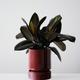 Rubber Plant