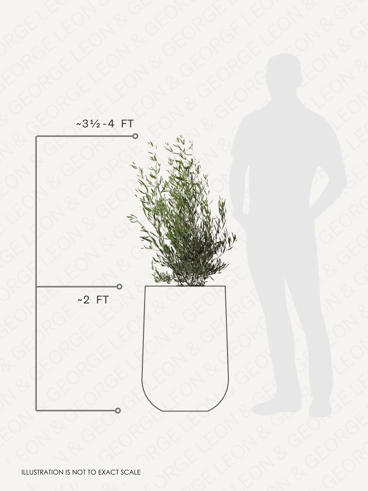 Olive Bush