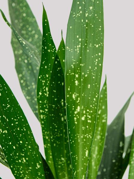 Aspidistra Elatior Milky Way