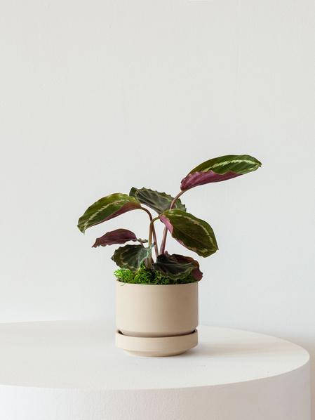 Calathea Medallion