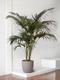 Kentia Palm