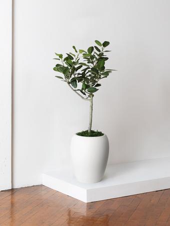 indoor plants picture