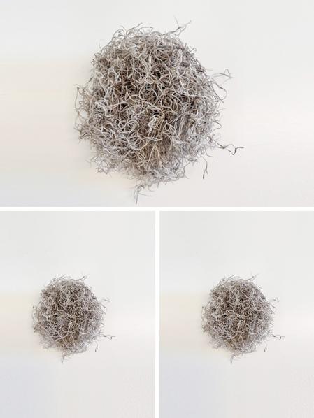 Spanish Moss