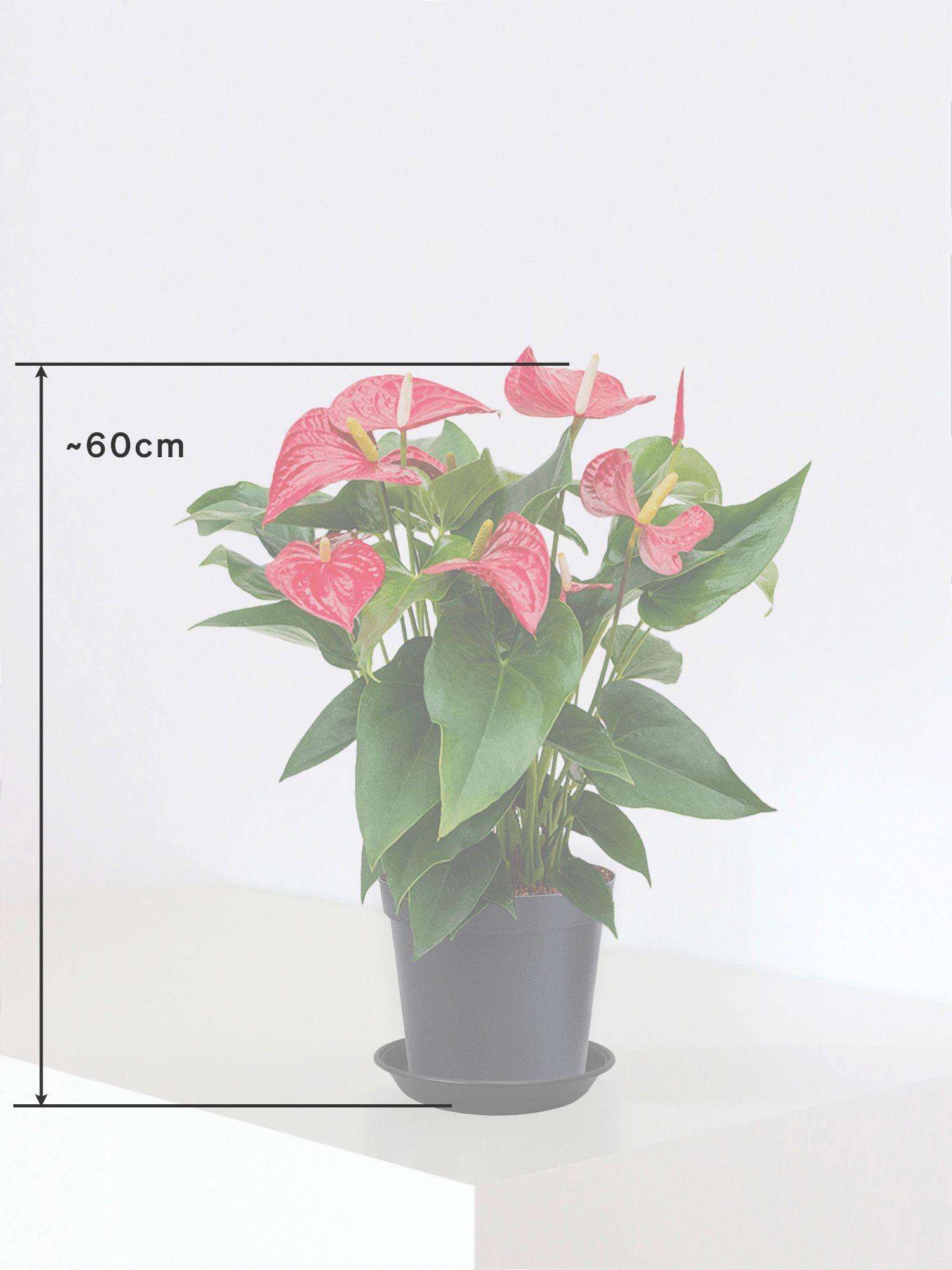 Anthurium - Roi de Coeur