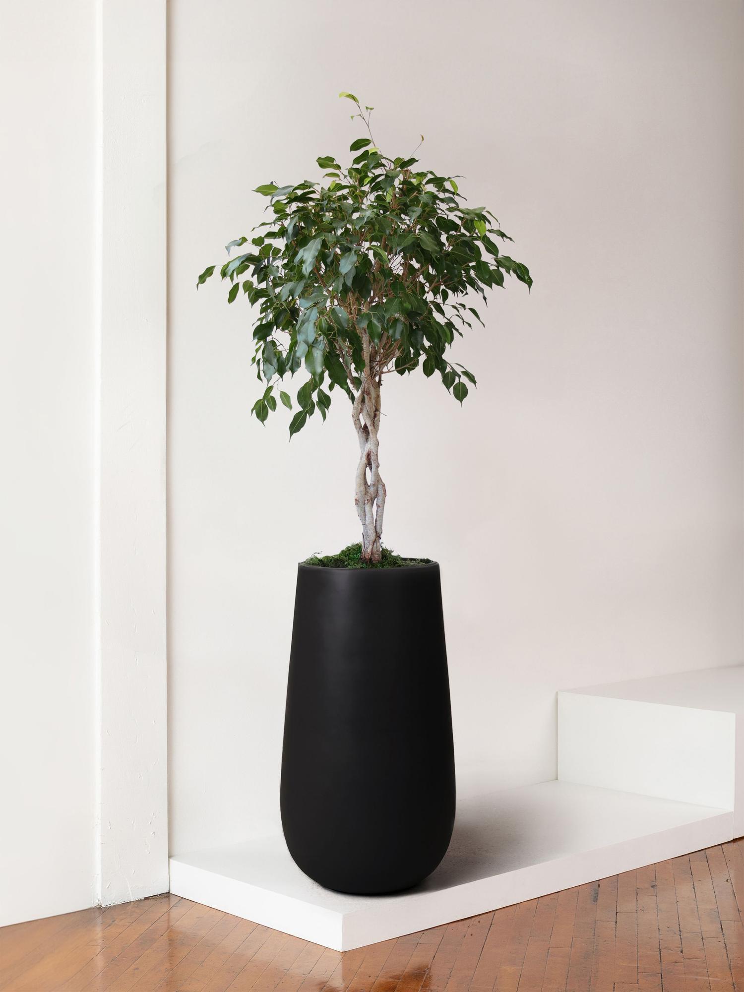 Ficus Benjamina