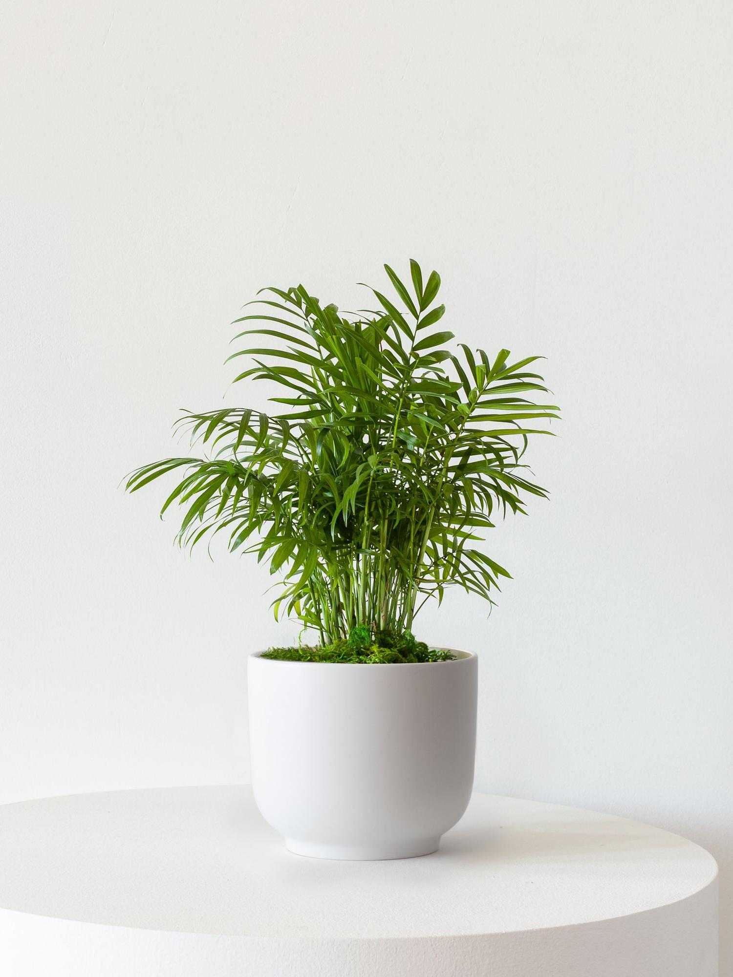 Parlor Palm - Black Ceramic