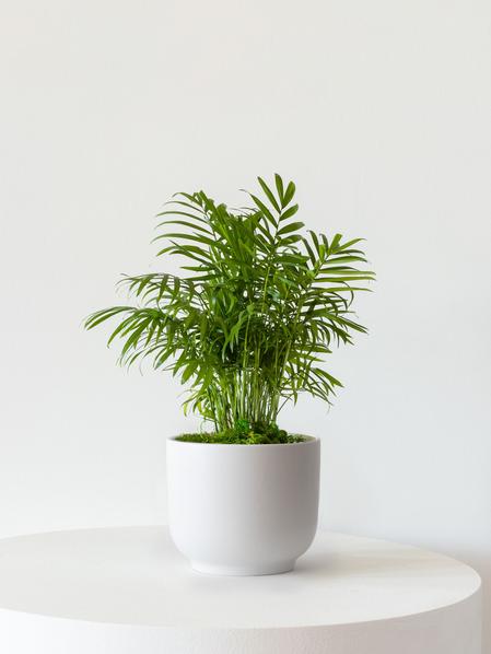 Parlor Palm
