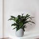 Cast Iron Plant
