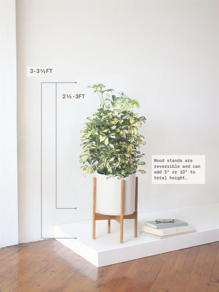 Schefflera Gold Capella