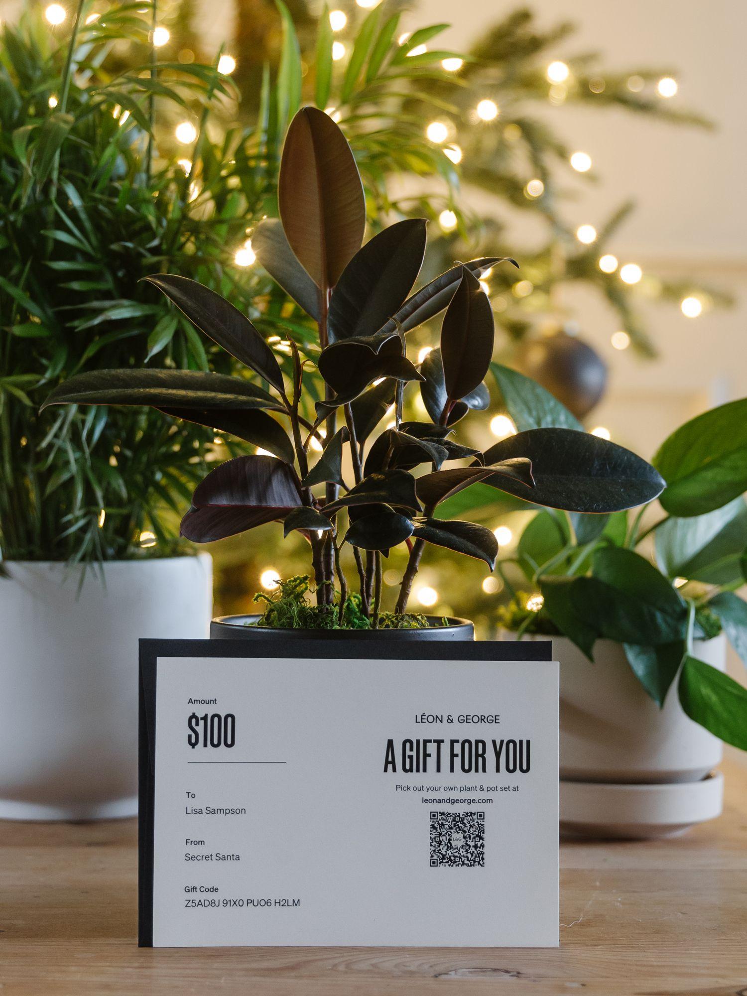 fiddle leaf fig growing Ficus Fiddle Leaf Fig Standard