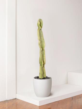 indoor plants picture