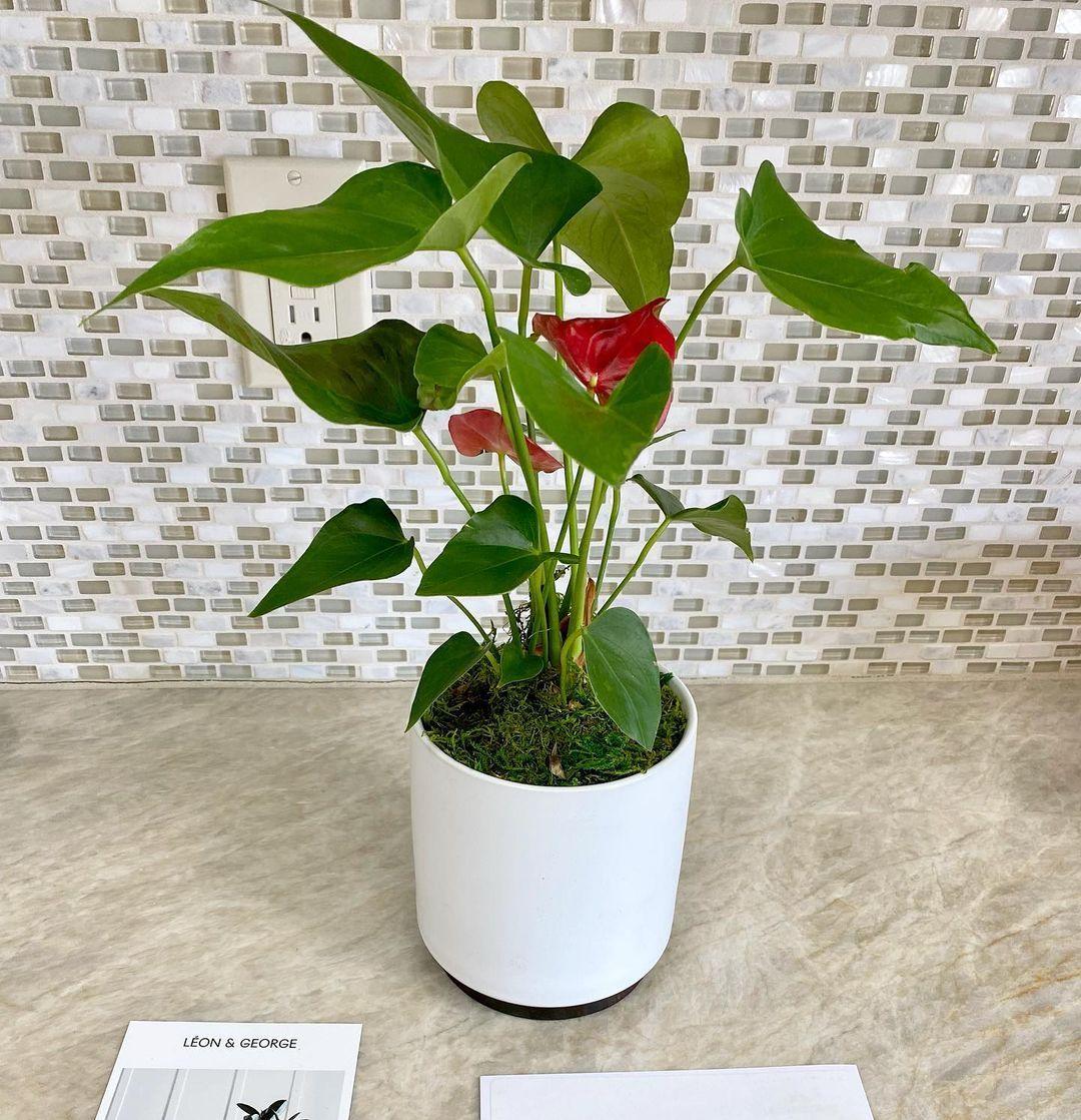 Anthurium - King of Hearts With Mid-Century pot Small 8-12 inches tall ...