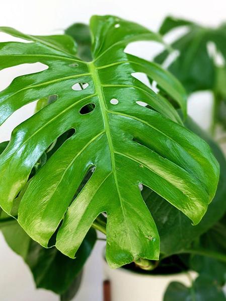 Monstera - Mid-Century