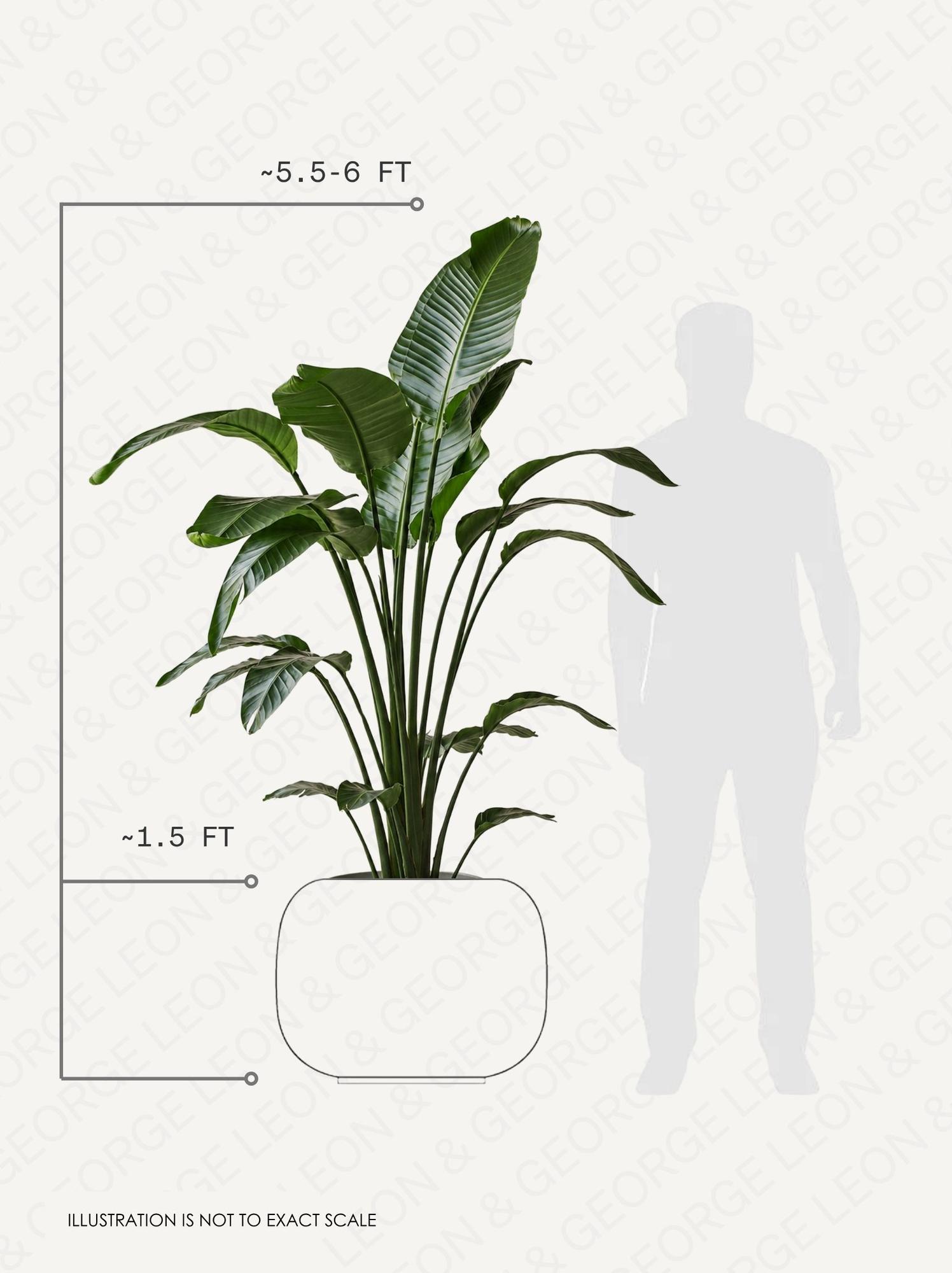 Bird of Paradise