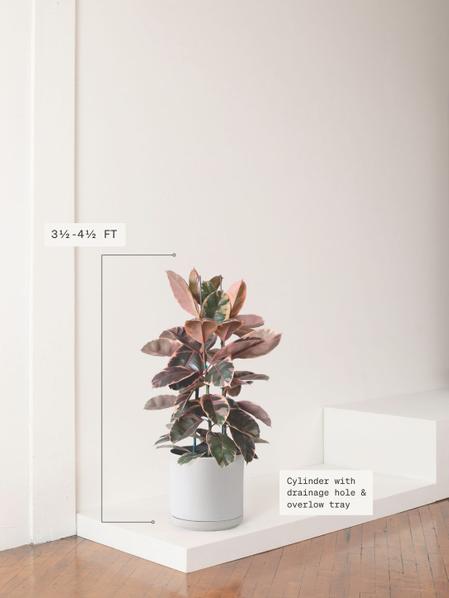 Ruby Rubber Tree