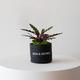 Calathea Rattlesnake