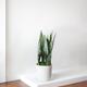 Black Coral Snake Plant