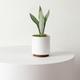 Moonshine Snake Plant