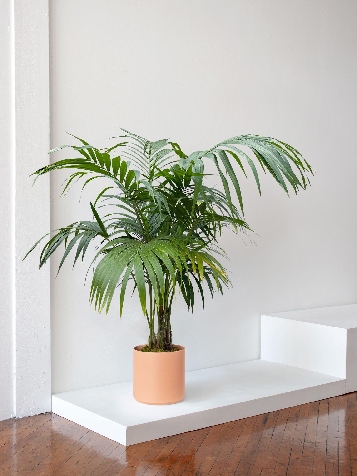 Kentia Palm - Coral Ceramic, image size:1500x2000