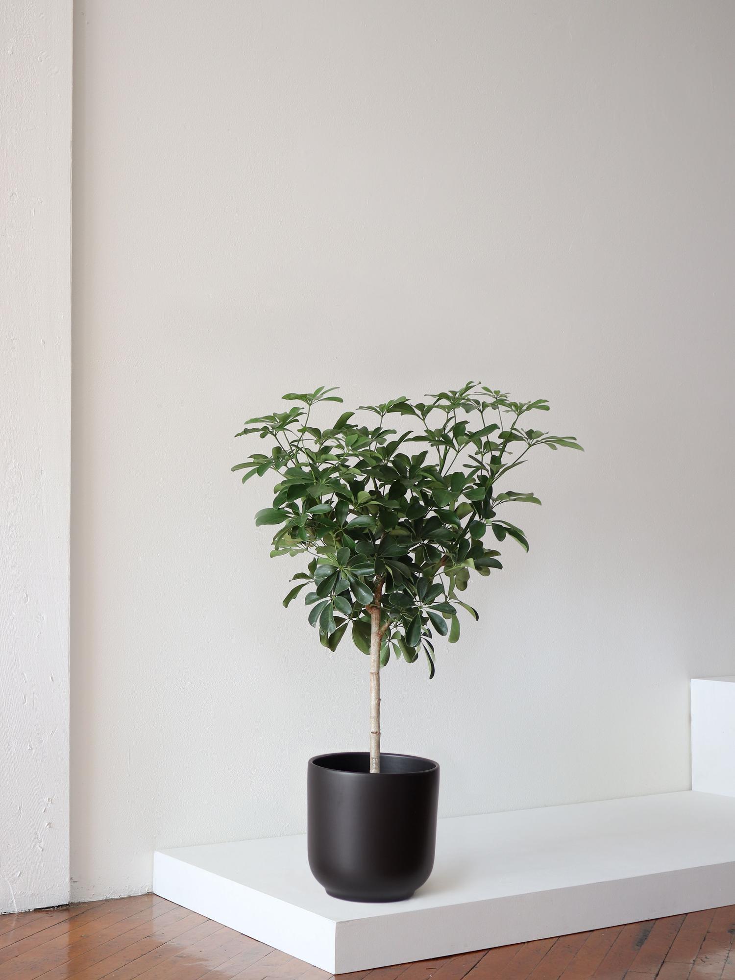 Schefflera Tree - Nouvelle