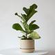 Fiddle Leaf Fig Plant