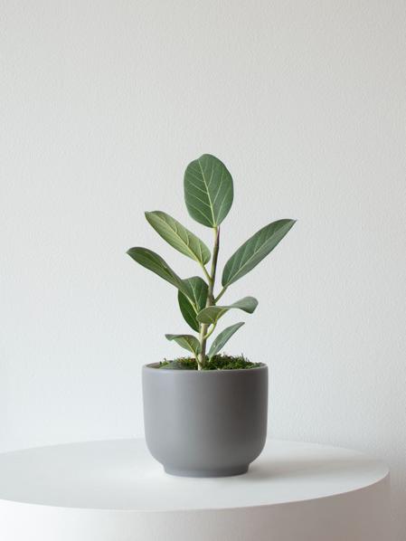 Ficus Audrey Plant